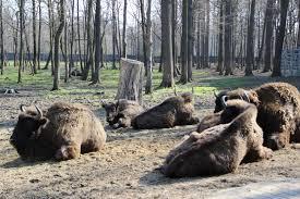 Pokazowa Zagroda Żubrów w Pszczynie